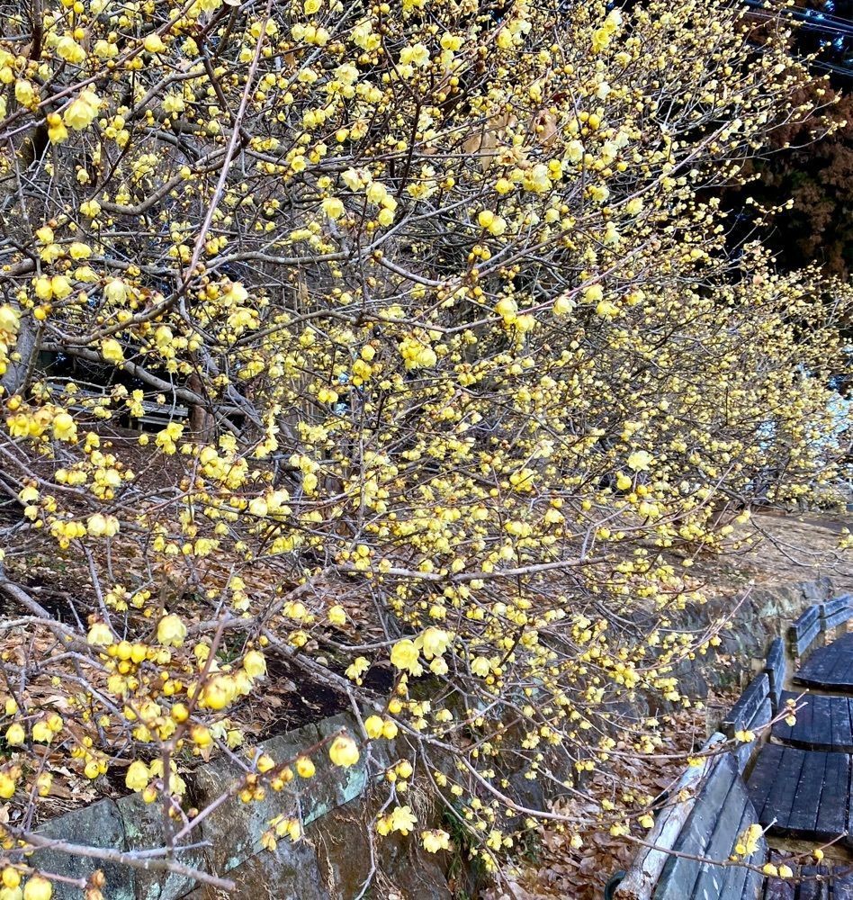 calm_gift_1030さんが投稿した羽黒山（栃木県宇都宮市）に関する口コミの画像