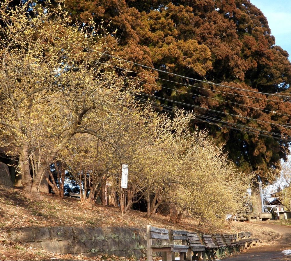 calm_gift_1030さんが投稿した羽黒山（栃木県宇都宮市）に関する口コミの画像