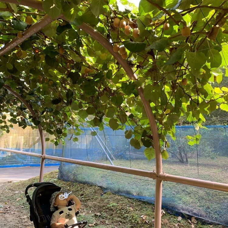 Howl Monさんが投稿した掛川森林果樹公園 アトリエに関する口コミの画像