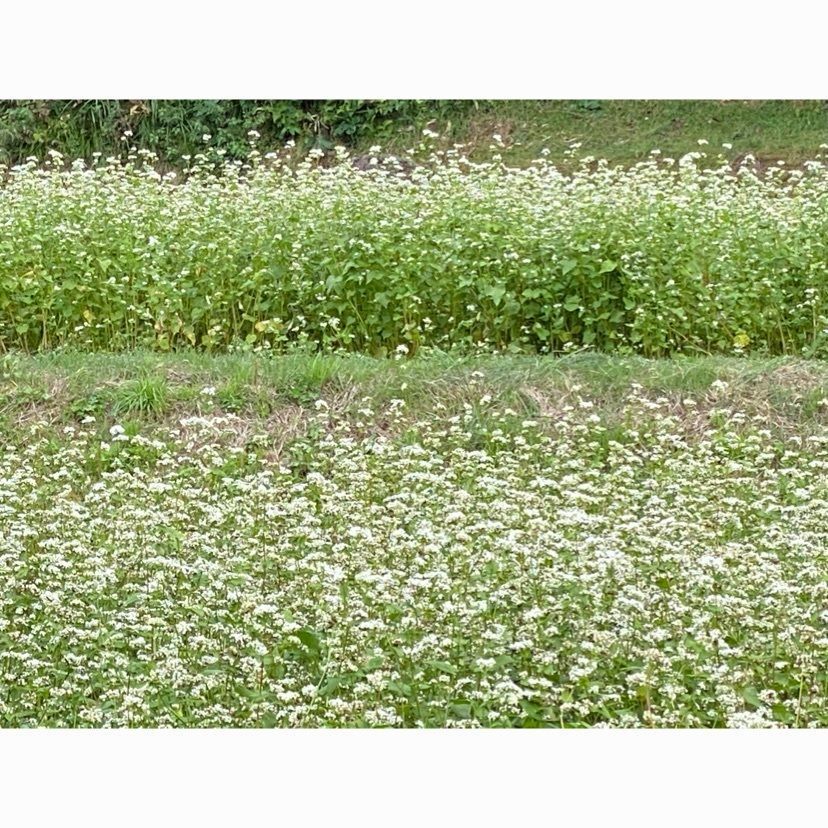 Annashuna0830さんが投稿した道の駅 桜の郷荘川に関する口コミの画像