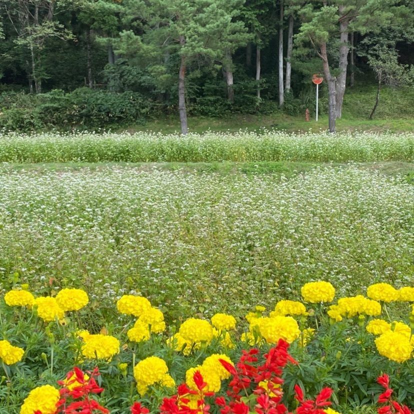 Annashuna0830さんが投稿した道の駅 桜の郷荘川に関する口コミの画像