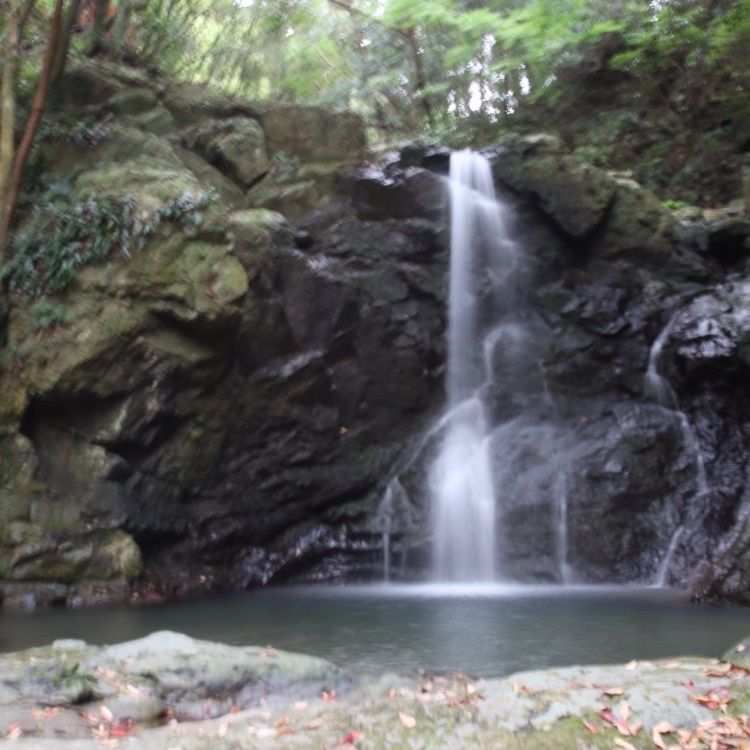 シュウさんが投稿した多武の峰公園／さくらに関する口コミの画像