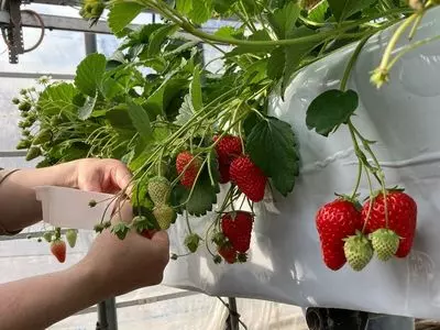 赤ずきんちゃんのおもしろ農園