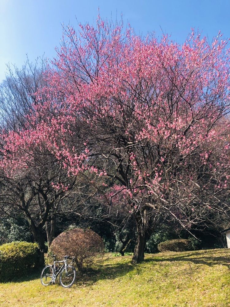 rider_uさんが投稿した滝の城址公園に関する口コミの画像