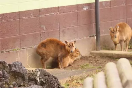 八丈ビジターセンター