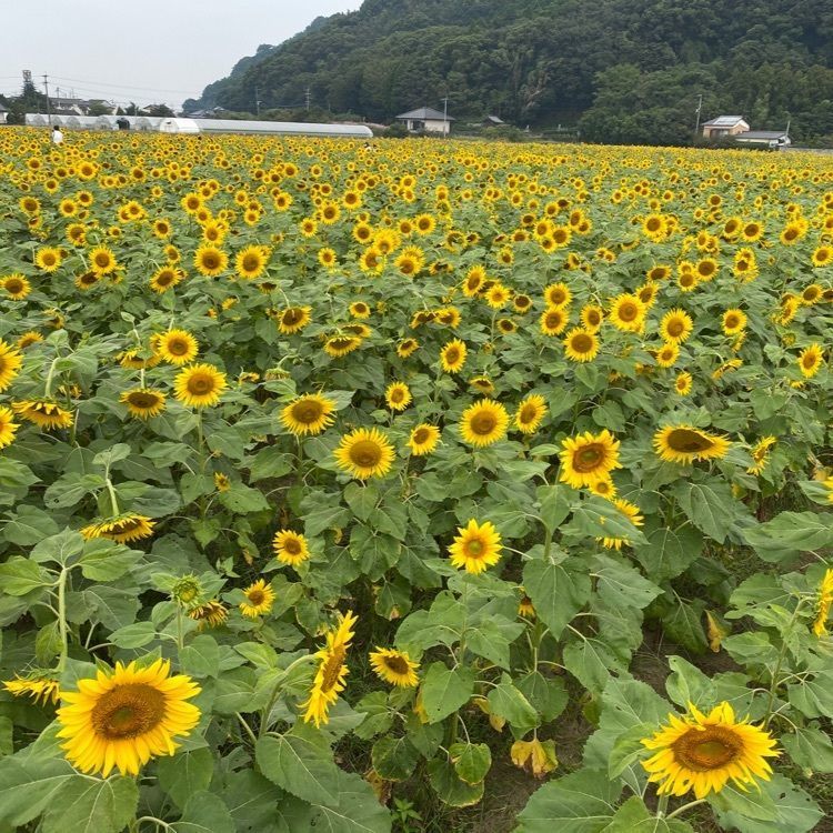 surumeさんが投稿したファームステーションバサロ パン工房に関する口コミの画像