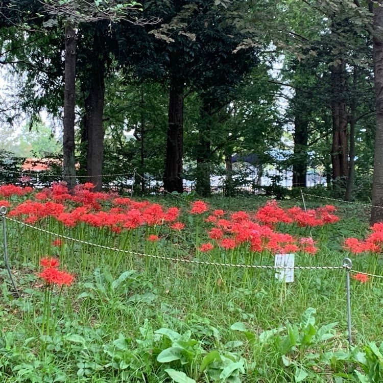 nori_sakikakeさんが投稿した加須はなさき公園レストランに関する口コミの画像