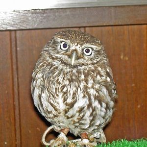 かじか苑 4枚目