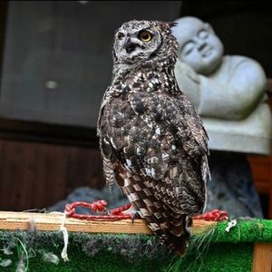 かじか苑 5枚目