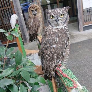 かじか苑 7枚目