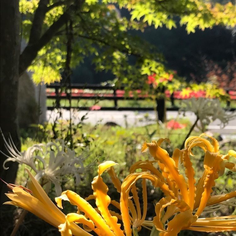 キングチェリーさんが投稿した堂々公園に関する口コミの画像
