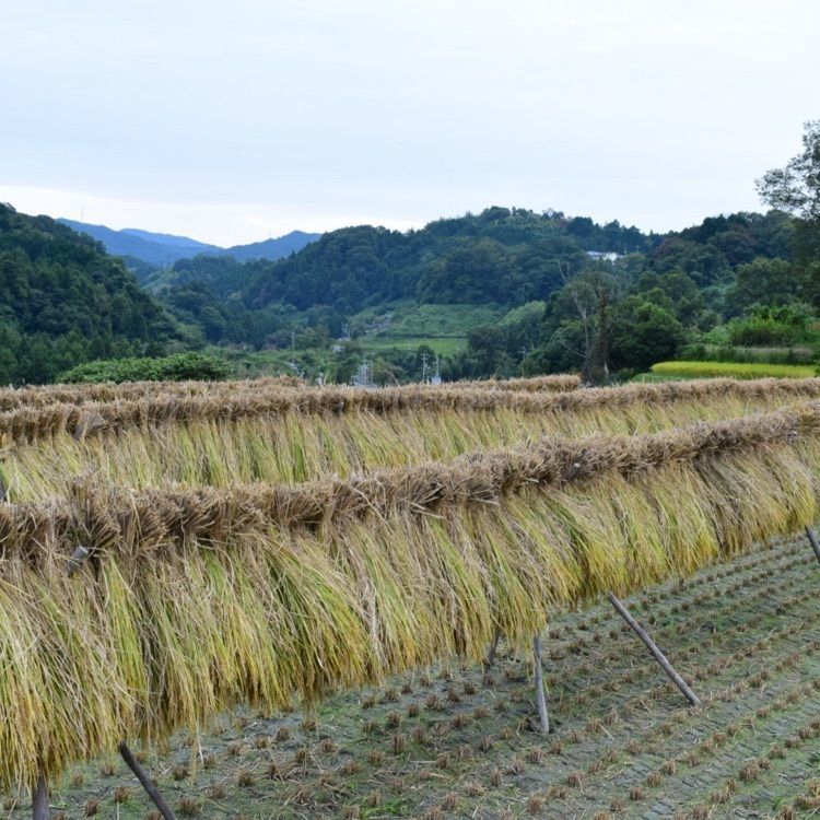 佳さんが投稿した手打ちうどん 西村に関する口コミの画像