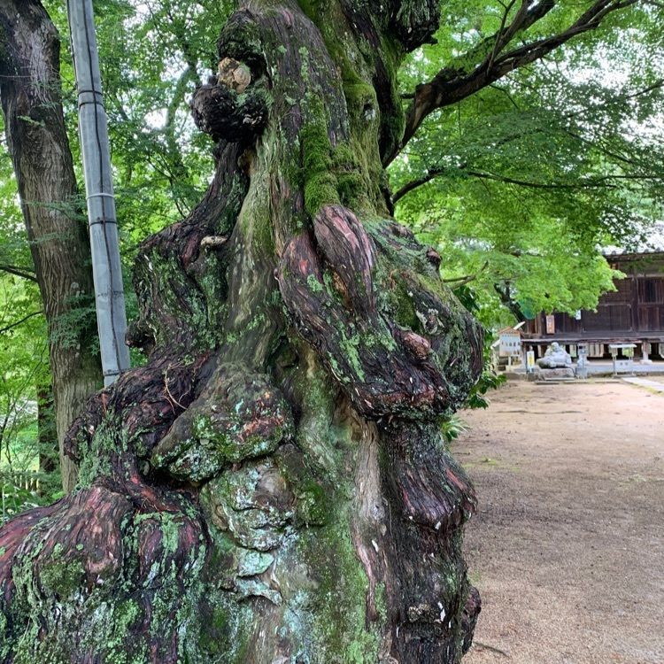 pippiさんが投稿した白峯寺に関する口コミの画像