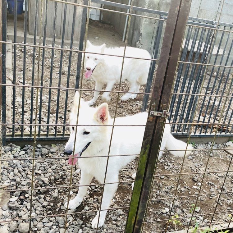 wonderful_street_830dさんが投稿した盲導犬の里富士ハーネスに関する口コミの画像