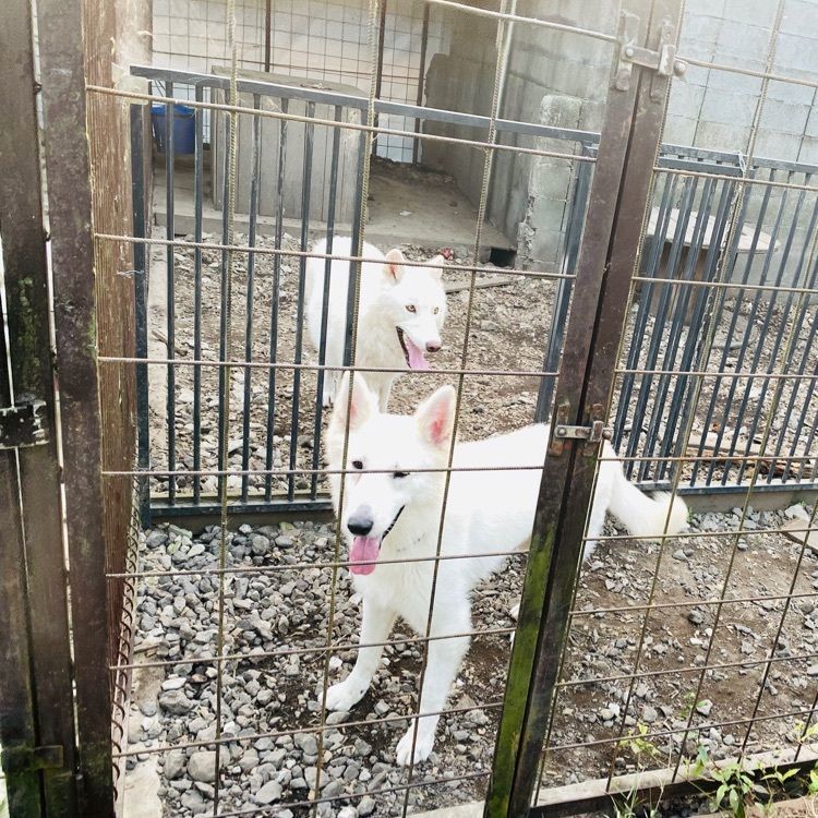wonderful_street_830dさんが投稿した盲導犬の里富士ハーネスに関する口コミの画像