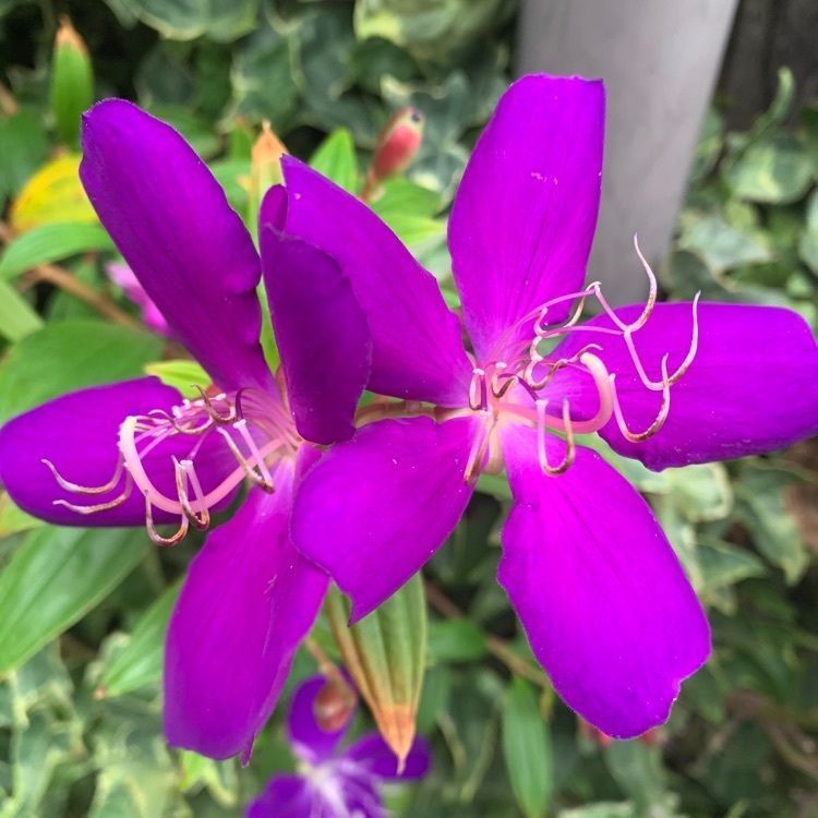 blossom&C7の画像
