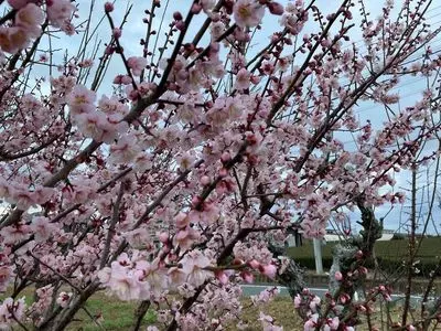 恋さん
