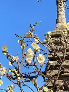 おいもやSUN（オイモヤサン）