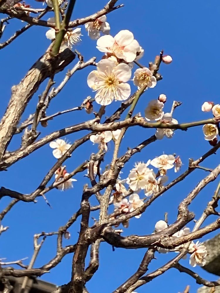 augustriver12さんが投稿したおいもやSUN（オイモヤサン）に関する口コミの画像