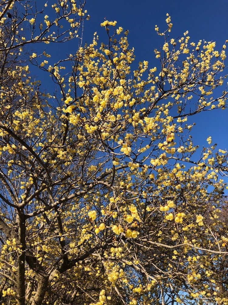 からっ風②さんが投稿した山上城跡公園のロウバイに関する口コミの画像