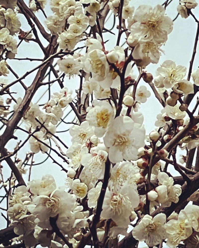 hirokororinさんが投稿したイルカ2フェ（イルカカフェ）に関する口コミの画像