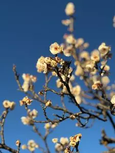 桐生市南公園の梅