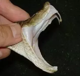 ジャパンスネークセンター