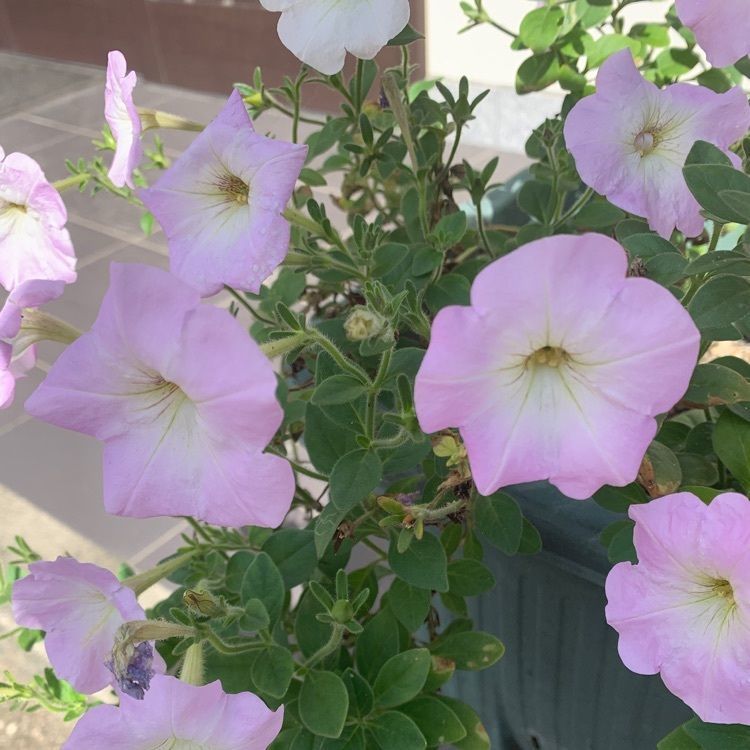 blossom&C7の画像