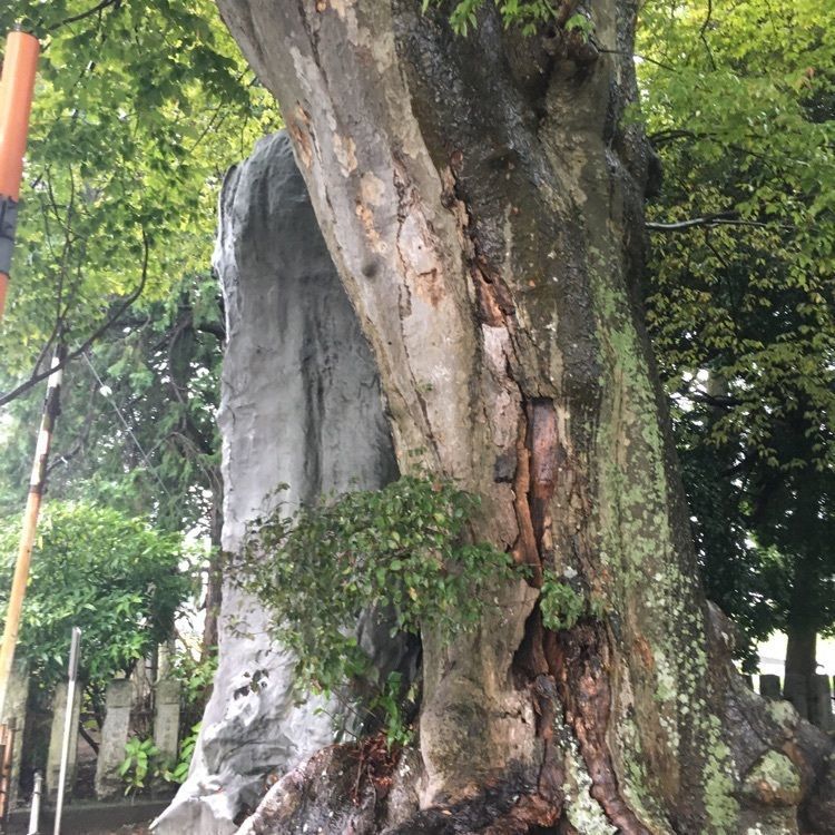 ニシさんが投稿した雀神社に関する口コミの画像