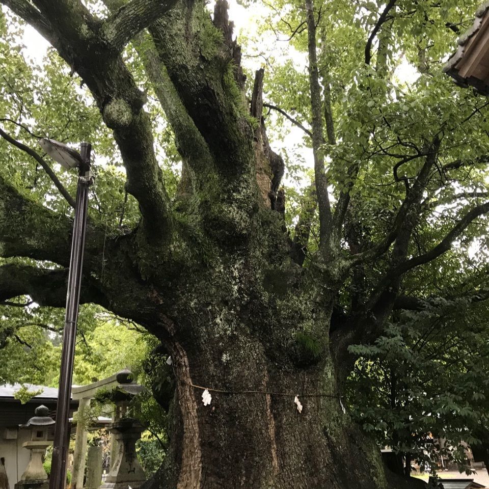 warm_village_b69fさんが投稿した闘けい神社（新熊野鶏合大権現）に関する口コミの画像