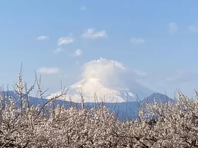 曽我梅林