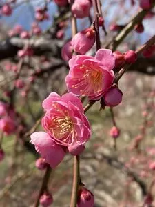 曽我梅林