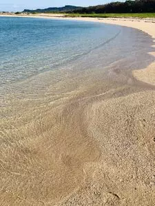 海ぶどう平安座