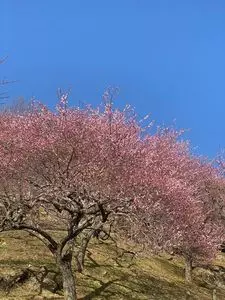 筑波山観光案内所