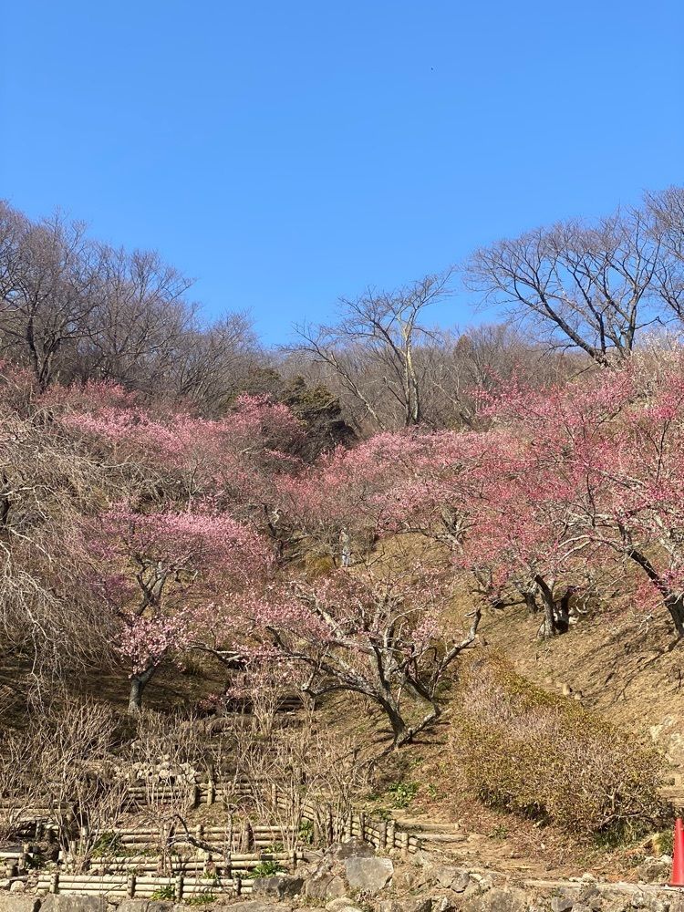 かよこさんが投稿した筑波山観光案内所に関する口コミの画像