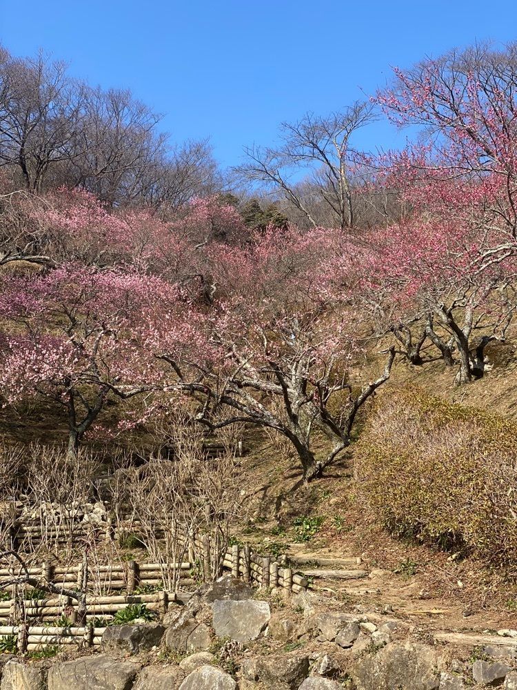 かよこさんが投稿した筑波山観光案内所に関する口コミの画像