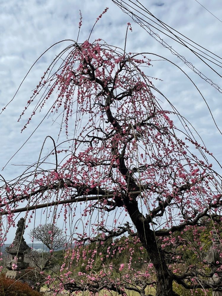 TK_RO_0sa6,さんが投稿した寺山展望所に関する口コミの画像