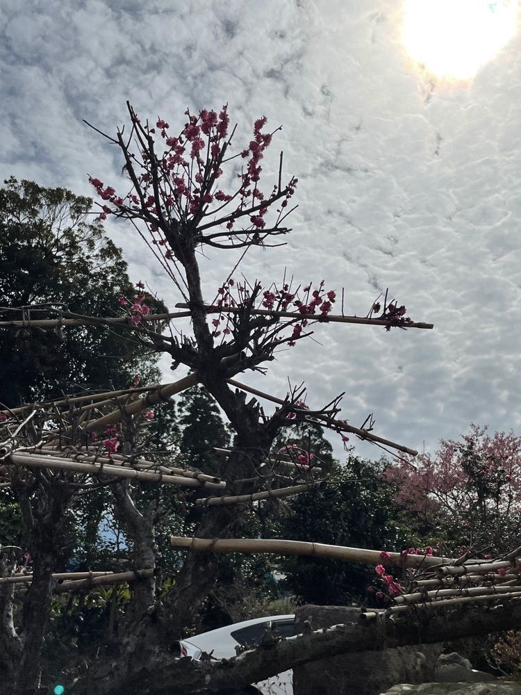 TK_RO_0sa6,さんが投稿した寺山展望所に関する口コミの画像