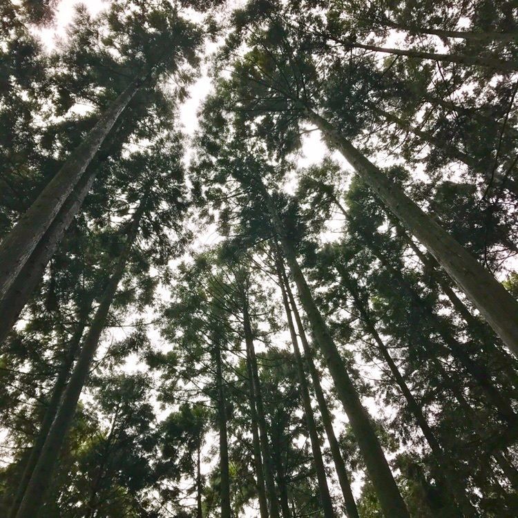 Angsanaさんが投稿した吉野町に関する口コミの画像
