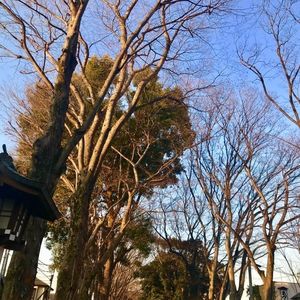 武蔵一宮氷川神社