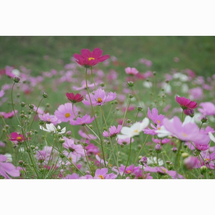 フラミンゴさんが投稿した天満大池公園バーベキューサイトに関する口コミの画像