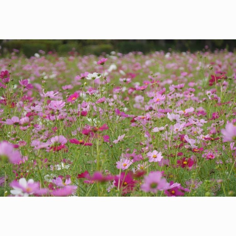 フラミンゴさんが投稿した天満大池公園バーベキューサイトに関する口コミの画像