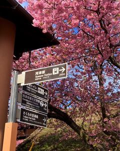 河津桜まつり 1枚目