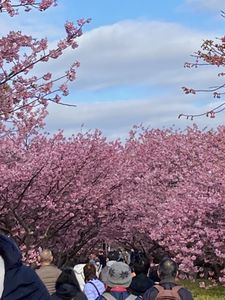 河津桜まつり 2枚目