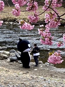 河津桜まつり 3枚目