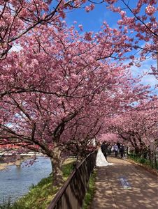 河津桜まつり 4枚目