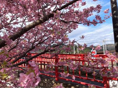 河津桜まつり 5枚目