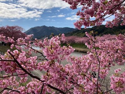 河津桜まつり 6枚目