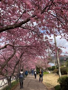 河津桜まつり 7枚目
