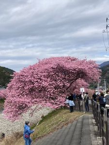 河津桜まつり 8枚目